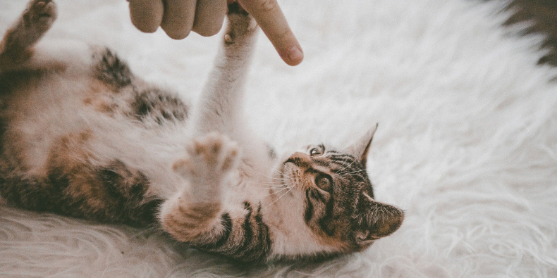 chat sur tapis